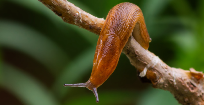 Protéger son potager des limaces 